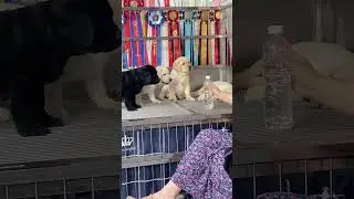#Labrador #Labrador #Purebred Labrador