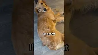 Putting dog on a diet #goldenretriever #dogshorts #funnydogs #puppy #dogdiet