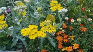 What is a Carbon Garden