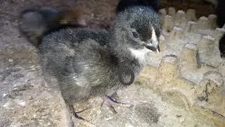 BROODER SERIES | Episode 6 [brooding 500 local chicken at home]