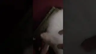 Sweety shape of you