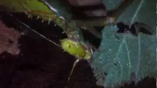 Phasme G&eacute;ant (Heteropteryx dilatata)