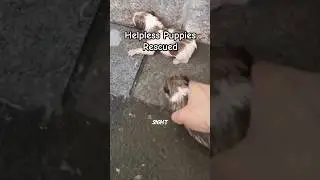 Heartwarming Rescue of Helpless Puppies | Pet Animals
