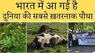 भारत में आ गई दुनिया का ख़तरनाक पौधा । Top 5 Toxic unwanted Weed in Agriculture ।TARS। Rakesh Kanwar