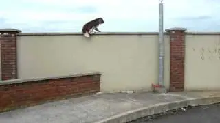 Dog jumps up onto wall