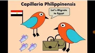 Capillaria philippinensis الشعارية الفليبينية