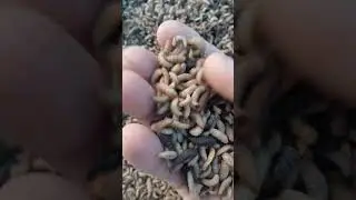 ENGORDA FINAL DE LOTE  LARVAS BSF , SEPARA&Ccedil;&Atilde;O PARA FUTURAS MATRIZES.