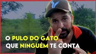 Chocar ovos com GALINHA ou CHOCADEIRA?