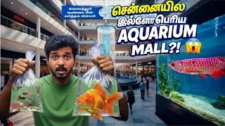 &ldquo;கொளத்தூர்ல இப்படி ஒரு AQUARIUM MALL?! 😱 Ornamental Fish Trade Centre Chennai | MADDYMAX