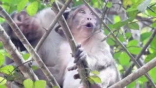 King of cry baby monkey call mommy coz he want to get milk