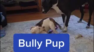 Puppy Bullies Adult Dog