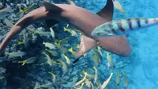 We swam with Sharks 🚤✨Terrifying & Amazing