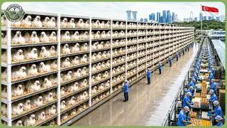 How Singapore Produces Thousands of Tons of Food on Tiny Farmland - Singapore’s Modern Agriculture
