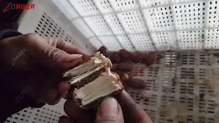 Automatic Palm Dates Pitting Machine|Red Date Pit Extracting Machine WhatsApp +8618537181190