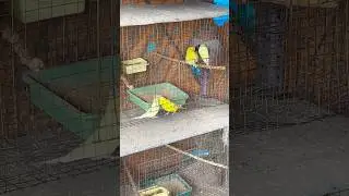 Lutino exhibition Budgies || Love birds 🐣 Budgies Red Eye 😍|| #budgie #parrot #birds #2026