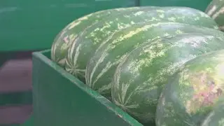 Madison County Farmers Market hosts Watermelon Festival