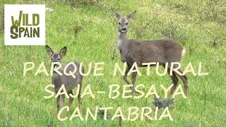 Wild Spain - Capítulo 43 - Parque Natural Saja-Besaya, Cantabria.