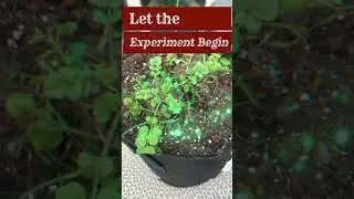 HATE the Weed Hairy Bittercress OR You Can Eat It for Antioxidants