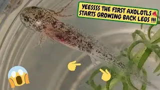 AXOLOTLS Start Growing Their Back Legs!!!, Monday Update, 3 Fish Rescues (Snake Island Exotics)