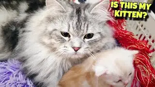 Papa Cat Stares at His Kitten Like&hellip; &ldquo;Is This Really Mine?&rdquo;