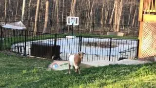 My funny fainting goats