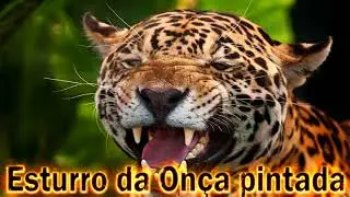 On&ccedil;a pintada esturrando gravado ao vivo em HQ uma exclusividade Alejunglesongs