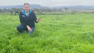 Pasture renovation with DLF Seeds Caitlyn | Concord II