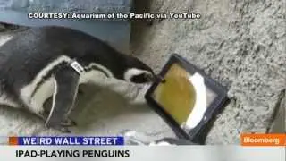 Penguin Racks Up 1600 Points Playing iPad App