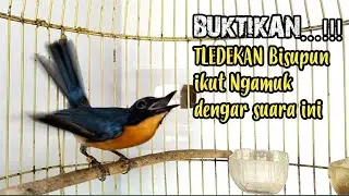 TLEDEKAN GUNUNG GACOR DOR‼️bikin ngamukTledekan lain