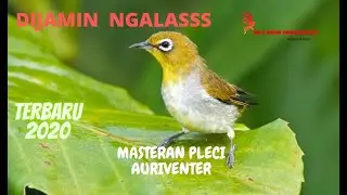 TERAPI PLECI AURIVENTER , DI JAMIN BUKA PARUH ⁉️ NGALASSSS...