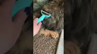 The Best Cat Grooming Tool | Cat Deshedder | Maine Coon Grooming #cat #mainecoon #shorts