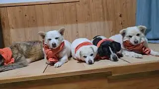 시청자분들 응원 감사합니다 