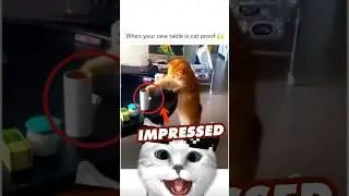 Cat vs Table Who Will Win? #catvideos  #catcomedy  #funny