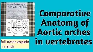 Comparative Anatomy of Aortic arches in vertebrates ||  Bsc zoology notes 