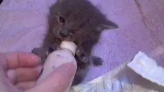 bleu and the bottle May 20 2008