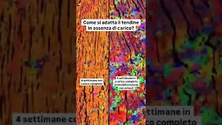 Come si adatta il tendine al carico?
