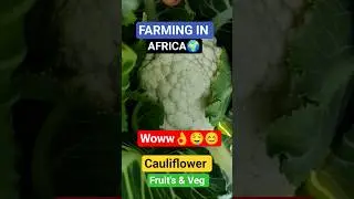 wow👌😎shorts# Farming in Africa🌍🤗 fruits and vegetables