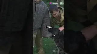 Ancient War Dogs: Training Secrets Revealed!