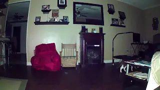 cat chased by orb