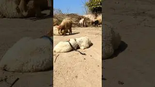 king cobra snake with the sheep
