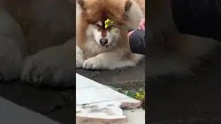 Village Dog's Daily Food Run &ndash; This Hungry Pup Is Always First in Line for Meals!