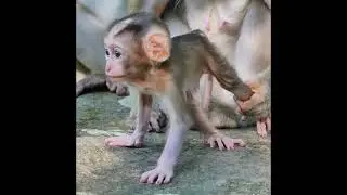 Parental care in primates is a crucial part of social bonding and emotional development.