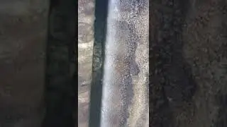 Brazilian free-tailed bats (Tadarida brasiliensis) in a joint of a bridge.
