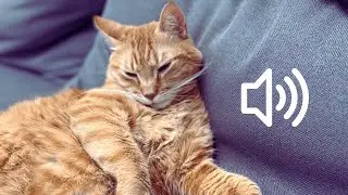 Turn This On and Thank Me Later &mdash; Cat Comfort Sound