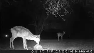 Such a cute little young deer eating from the food block. Little buck in the back trailcam