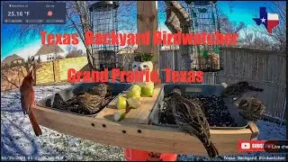 Live Bird Feeder Camera
