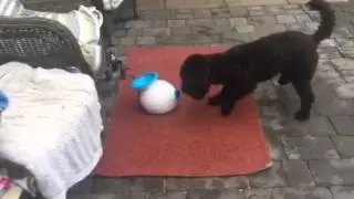 Dylan loving his iFetch!