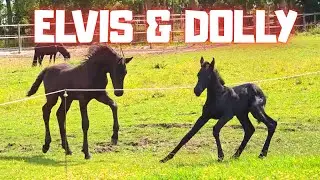 Dolly&rsquo;s First Pasture Adventure! Watch Your Baby, Reintje! | Friesian Horses