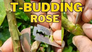 T-BUDDING IN ROSE