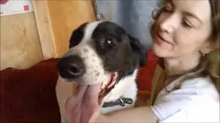 Пёс Ричард из приюта Догпорт